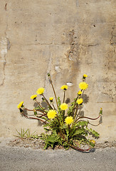 Image showing Urban Dandelions