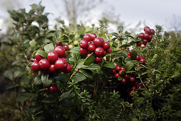 Image showing Lingonberries