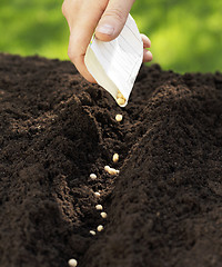 Image showing Sowing