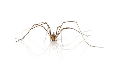 Image showing Daddy Longlegs