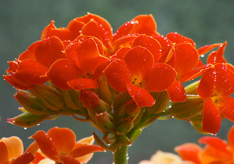 Image showing Flowers of red kalanchoe