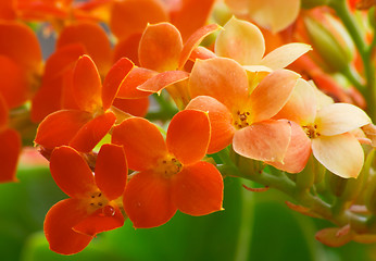 Image showing Flowers of red kalanchoe