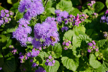 Image showing Busy bee collect pollen nectar of blue flower 