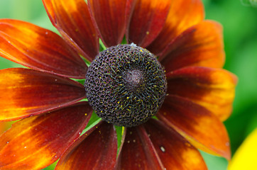 Image showing Rudbeckia coneflower flower isolated on white 