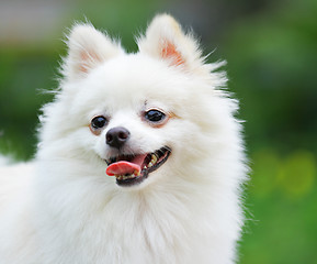 Image showing white Pomeranian dog