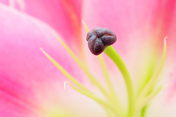 Image showing Pink lilies