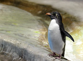 Image showing Penguin