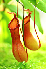 Image showing Pitcher plant