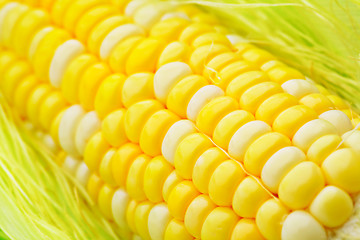 Image showing Fresh corn cob