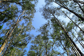 Image showing Tree canopy
