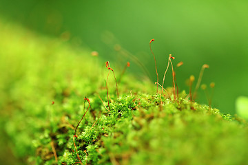 Image showing moss close up