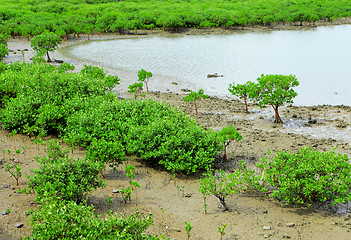 Image showing Red Mangroves