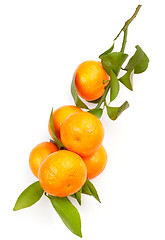 Image showing mandarin on white