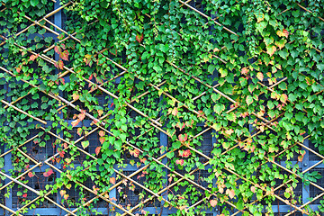 Image showing wall and green plants