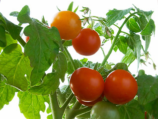 Image showing Red tomatoes