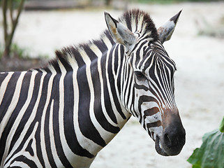 Image showing Zebra