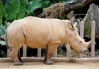 Image showing rhino