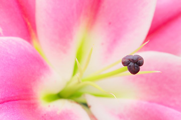 Image showing pink lily