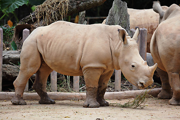 Image showing rhino