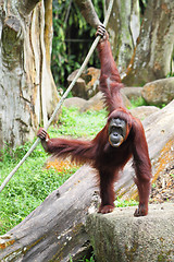 Image showing Orangutan