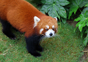 Image showing Red panda