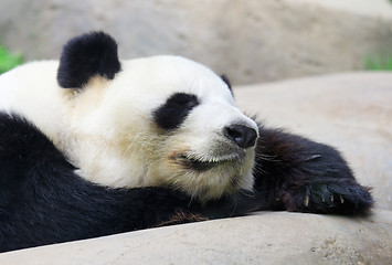 Image showing Sleeping Panda