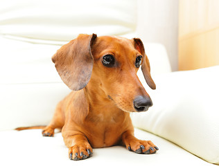 Image showing dachshund dog on sofa