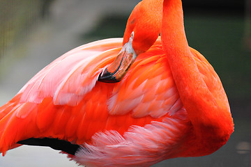 Image showing flamingo