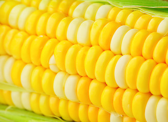 Image showing corn cobs