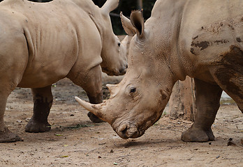 Image showing rhino