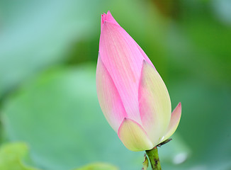 Image showing Pink Lotus Bud