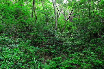 Image showing beautiful green forest