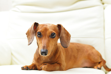 Image showing dachshund dog on sofa