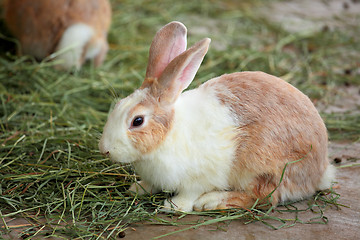 Image showing rabbit