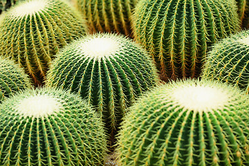 Image showing Cactus