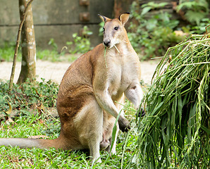 Image showing kangaroo