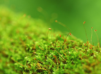 Image showing Moss