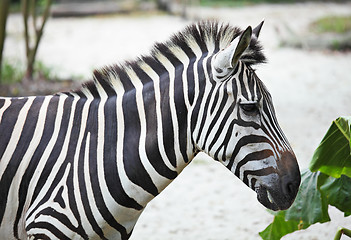 Image showing Zebra