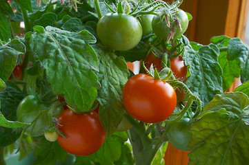 Image showing Red tomatoes