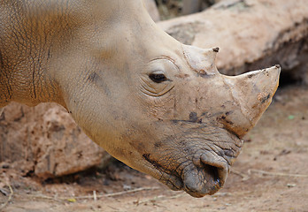 Image showing rhino