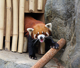 Image showing Red panda