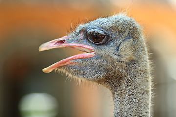 Image showing ostrich