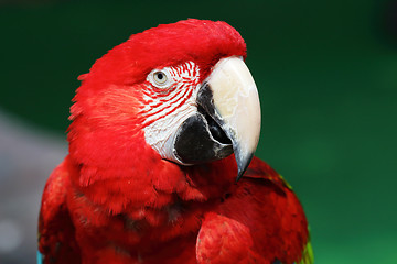 Image showing colorful red macaw