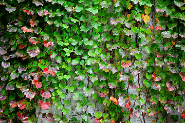 Image showing ivy covering wall