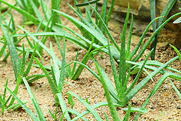 Image showing Aloe vera field