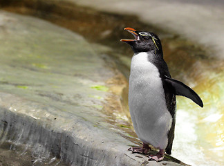 Image showing Penguin