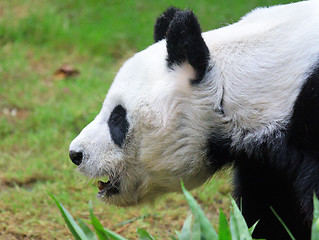 Image showing Giant panda