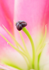 Image showing pink lily