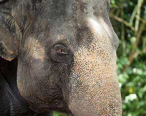 Image showing Close up of asian Elephant