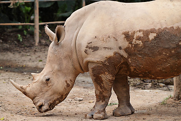 Image showing rhino